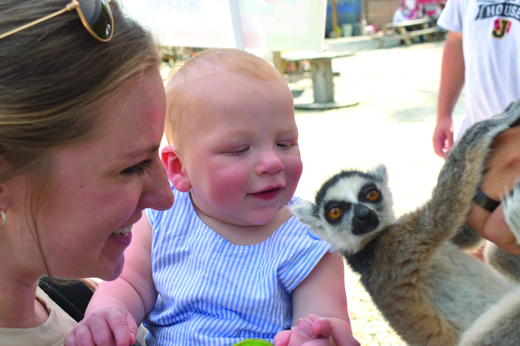 Lollies & Lemurs at Huntington Square